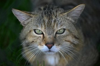 Großschirma/Rochlitz: Rätsel um Wildkatze in Mittelsachsen - Die Wildkatze (Beispielfoto) gilt in Mittelsachsen als seltener und schwer fassbarer Gast.