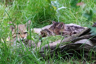 Großvoigtsberg: Rätsel um Wildkatze im Zellwald - Eine Wildkatze mit Jungen, hier im Wildpark in Chemnitz-Rabenstein. Gibt es auch Wildkatzen im Zellwald bei Großvoigtsberg?
