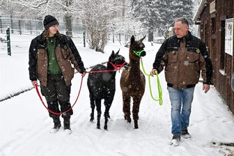 Großzügige Spender erfüllen Limbacher Amerika-Tierpark zahlreiche Wünsche - Mit den neuen Halftern für die Alpakas können Tierpflegerin Celina Riemann und der kommissarische Tierparkleiter Mike Richter mit den Tieren Wanderungen unternehmen.