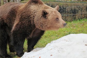 Großzügige Unterstützung für den Tierpark Hirschfeld - Auch für die Bären wird das Futter in der zu DDR-Zeiten erbauten Küche vorbereitet. Nun soll sie ersetzt werden. 