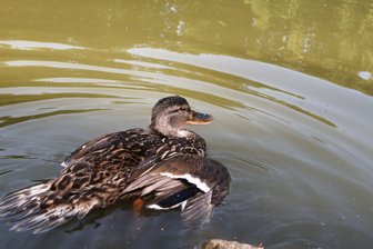 Gründelteich: Krankheit lässt Enten verenden -