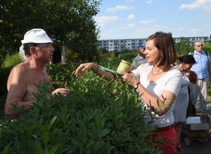 Grüne wollen im Wahlkampf auch die Bienen retten - Grüner Wahlkampf über die Gartenhecke hinweg im Kleingärtnerverein "Geibelhöhe" in Chemnitz. Spitzenkandidatin Katrin Göring-Eckardt hier im Gespräch mit Hobbygärtner Gerd Rudolph.