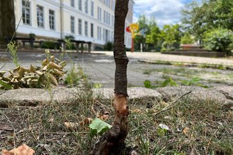 Grünlandpflege in Freiberg: Unfug mit Steuergeldern? - Die Verletzung des Stämmchens auf dem Gelände der Clara-Zetkin-Schule in Freiberg rührt vermutlich von einem Rasentrimmer oder Freischneider her. Auch andere Neupflanzungen präsentieren sich auf dem Areal entlang der Körnerstraße mehr tot als lebendig.