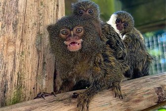 Grund zur Freude im Auer Zoo der Minis: Zwei Affenarten bringen Zwillinge zur Welt - Bei den Zwergseidenäffchen gab es zu Beginn der Herbstferien eine Zwillingsgeburt.