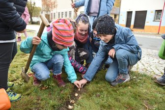 Grundschüler stecken Zwiebeln für ein blühendes Bad Brambach - 
