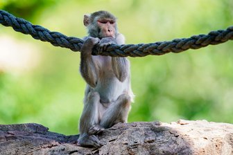 Gruppe von Affen in Nordrhein-Westfalen ausgebüxt - In freier Wildbahn sind Rhesusaffen vor allem in Asien anzutreffen - hierzulande lassen sie sich in Zoos beobachten. (Symbolfoto)