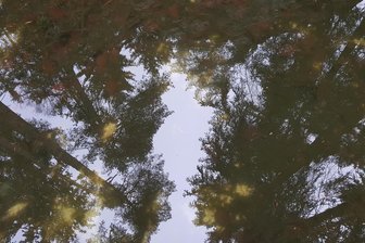 Gütesiegel für Sachsens ersten Kur- und Heilwald in Bad Elster - Am Brunnenberg in Bad Elster entsteht Sachsens erster Erholungs-, Kur- und Heilwald.
