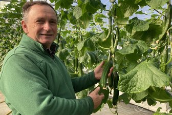 Gurken aus dem Vogtland: In dieser Gärtnerei wird schon geerntet - Matthias Tröltzsch erntet für seine Kunden im Gewächshaus am Görnitzer Weg in Oelsnitz seit zwei Wochen Gurken.