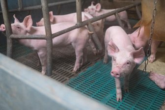 Guss-Spaltenböden aus Stall gestohlen - Derartige Spaltenböden, wie sie in Schweineställen verwendet werden, haben zwei Mittelsachsen von einem Landwirtschaftsbetrieb gestohlen.