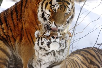 Gutachten warnt vor Abwärtsspirale im Tierpark - 