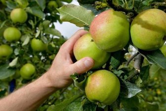 Gute Apfelernte in Sachsen erwartet -