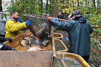 Gute Ernte beim Abfischen in Schweikershain: Der Silvesterkarpfen bleibt bezahlbar - Der Großteich in Schweikershain ist am Dienstag abgefischt worden. Volker Fuhrmann und Gunter Schlegel von den gleichnamigen Teichwirtschaften erhielten dabei Unterstützung von Helfern. Neben unzähligen Karpfen wurde auch einige Störe und Zander aus dem Gewässer geholt. 