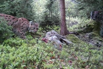 Gute Nachricht aus dem Erzgebirge: Luchsweibchen Alva darf in Freiheit bleiben - Eine Aufnahme einer Wildkamera vom 19. April dieses Jahres zeigt Luchsweibchen Alva an einem Rehriss.