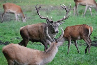 Gutes aus Rothirsch: Hoffest am 26. August auf dem Thumhof in Auerbach - Die Rothirsch-Herde der Familie Thum ist rund 150 Tiere stark und grast auf etwa 30 Hektar Grünland.