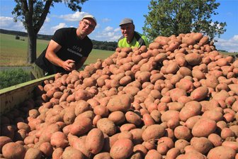 Gutes Kartoffeljahr im Vogtland: Laura lässt Landwirte lachen - Robert Sammer und Christian Kluge-Sammer (von links) bauen Laura an, eine der beliebtesten roten Sorten an.