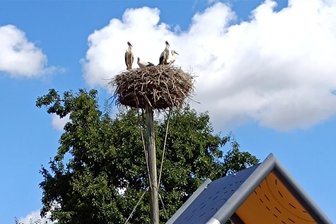 Gutes Storchenjahr in Mittelsachsen: Jungstörche starten zu ersten Flügen aus ihrem Nest - Im Storchennest Penna werden gerade vier Jungstörche flügge.