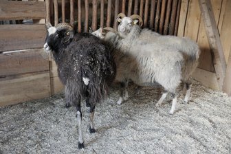 Guteschafe und Blumenhühner ziehen ein - neue Außengehege im Chemnitzer Wildgatter fertig - Die Guteschafe Björk, Aili und Kaja sind im Chemnitzer Wildgatter zu bestaunen.