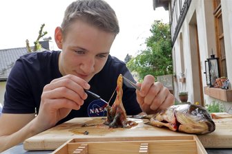 Gymnasiast aus Langenchursdorf forscht erfolgreich in Fischmägen - Neugier statt Ekel: Ole Günther beim Sezieren eines Fischmagens.