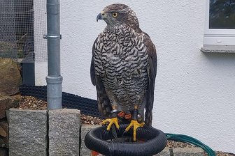 Habicht im Erzgebirge entwischt: Falkner bittet um Unterstützung - Vor einer Woche, am 15. Dezember, ist dieses Habicht-Männchen entwischt.