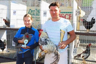 Hähne krähen um die Wette - 