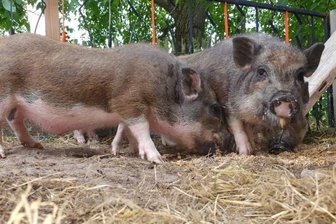 Hängebauchschweine suchen ein Zuhause - Muttersau Henriette (rechts) und ihre Ferkel hoffen auf eine dauerhafte und tiergerechte Unterbringung.