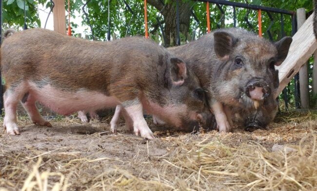 Hängebauchschweine suchen ein Zuhause - Muttersau Henriette (rechts) und ihre Ferkel hoffen auf eine dauerhafte und tiergerechte Unterbringung. 