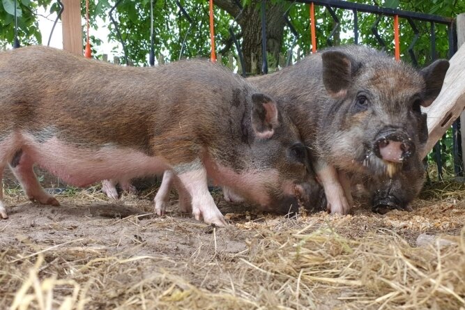 Hängebauchschweine suchen ein Zuhause - Muttersau Henriette (rechts) und ihre Ferkel hoffen auf eine dauerhafte und tiergerechte Unterbringung. 