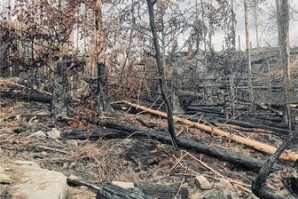 "Hätte das hier Feuer gefangen, wäre es vorbeigewesen": Der Kampf um das Totholz in der Sächsischen Schweiz - Große Brandstellen finden sich oberhalb der Richterschlüchte. Wie überall im Nationalpark soll sich der Wald hier selbst regenerieren.
