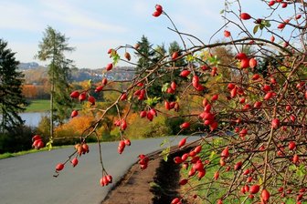 Hagebutten-Vielfalt im Vogtland gilt in Sachsen als einmalig - Hagebutten sind im Herbst ein Hingucker, so wie dieser Strauch in Nähe der Schlosshalbinsel an der Talsperre Pöhl. Die Gegend ist reich an Diabaskuppen, auf denen sich viele seltene Arten wohlfühlen.