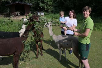 Halbblinde Chica bringt in Hirschfeld quirliges Junges zur Welt - Im Tierpark Hirschfeld gibt es Nachwuchs bei den Alpakas – im Bild vorn Chica, die von Tierpflegerin Patrizia Weidlich gefüttert wird. Yvonne Vogt aus Waldkirchen mit ihrem Sohn Philip Vogt durften dabei sein.