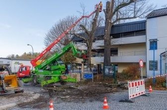 Halbseitige Sperrung wegen Baumfällung - Die Fällung der Linde.