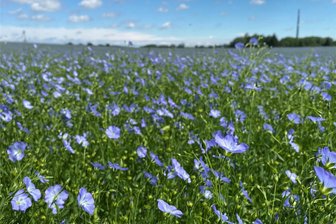 Halsbrücke: Feld leuchtet lilafarben - Die Farbe Lila: Auf dem Feld nahe Halsbrücke wird Lein angebaut.