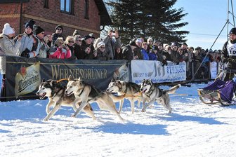 Hammerbrücke und die Fragen nach dem „Hundeschlittenrennen“ - Von diesem Bild träumen Musher und Gastgeber in Hammerbrücke gleichermaßen.