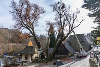 Hammerlinde: Wahrzeichen in Frohnau muss gestutzt werden - 