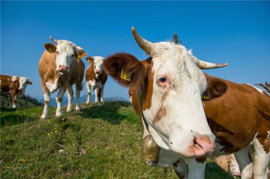 Handelsketten wollen bei Milch mehr auf das Tierwohl achten - Kunden sollen künftig viel mehr Milchprodukte von glücklichen Kühen im Kühlregal finden. 