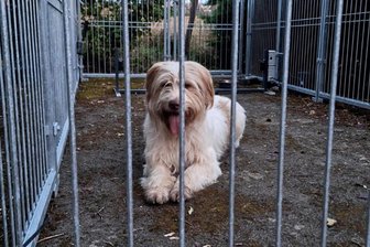 Happy End für Kendry: Ausreißerhund nach wochenlanger Suche wieder zu Hause - Kendry ganz entspannt am Dienstagmorgen in der Zwingerfalle in einem Wohngebiet in Reinsdorf.