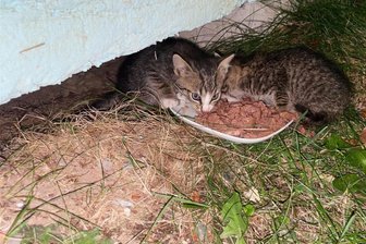 Happy End nach komplizierter Babykatzen-Rettung am Plauener Vogtland-Klinikum: „Wir waren unendlich glücklich“ - Zwei der fünf Kitten fand man an einer Hauswand am Haus 3 auf dem Gelände des Helios-Klinikums.
