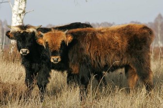 Hartmannsdorfer Forst: Warum sich bald Rinder oder Schafe um die Pflege der Heide kümmern - Heckrinder auf der Naturerbefläche Oranienbaumer Heide. Halten solche Rinder bald auch den Bewuchs auf Heideflächen im Hartmannsdorfer Forst kurz?