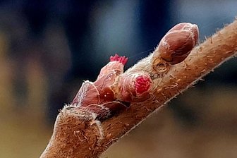 Haselblüte 14 Tage zu früh: Vorfrühling im Erzgebirge - Die Haselblüte ist unscheinbar. Sie markiert den Beginn des Vorfrühlings.