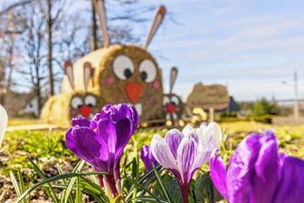 Hasenfamilie und Krokusse schmücken Ort - 