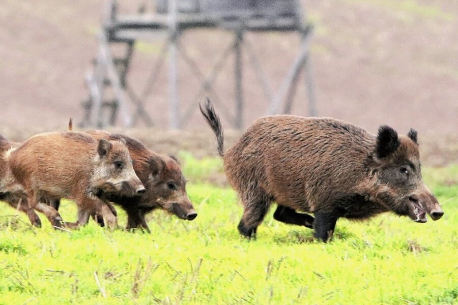 Hat der Auer Brünlasberg ein Wildschwein-Problem? - Wildschweine auf der Flucht. 