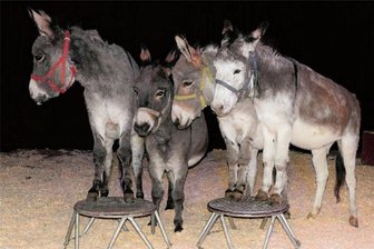 Haustierdressuren und Feuerzauber in der Manege: Zirkus Karl Buch in Thalheim - Manolito, der „Häuptling“, wird vorführen, welche Kunststücke die vier Esel des Zirkus beherrschen.