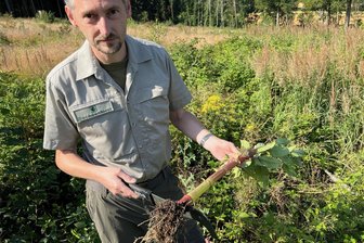 Heimische Natur stoppt Killerpflanze: Wie ein Förster aus dem Erzgebirge einen Kahlschlag erfolgreich aufforstet - Der Leiter des Forstreviers Börnichen, Thomas Köhler, zeigt die Wurzel des Drüsigen Springkrauts.