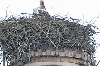 Helbigsdorf: Das merkwürdige Verschwinden der Störche - Nur noch ein Storch ist auf der Esse in Helbigsdorf zu sehen. Die drei anderen Störche sind wahrscheinlich tot.