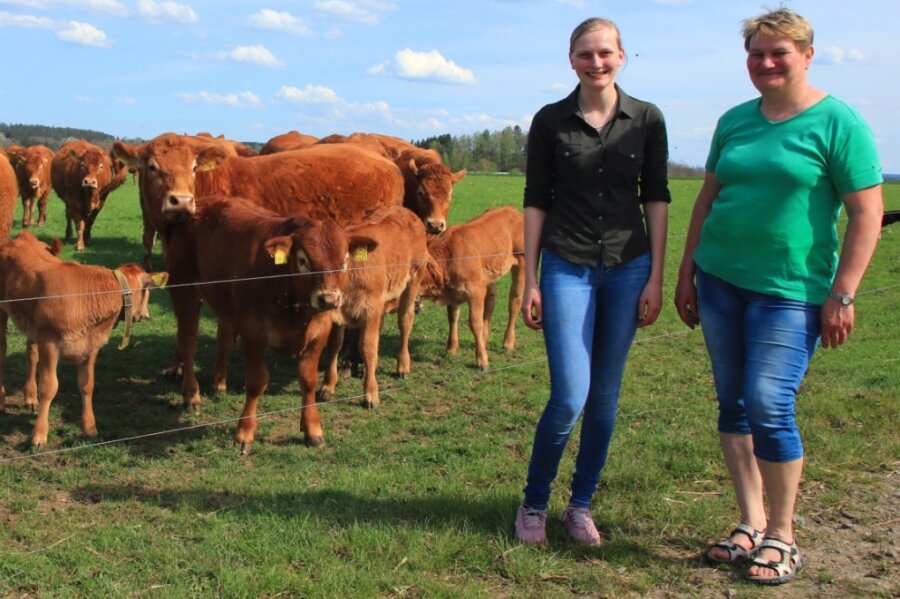 Helmsgrüner Betrieb: Bio hat sich angeboten - Sandra Hartenstein mit ihrer Mutter Anett und der Helmsgrüner Limousin-Herde. 