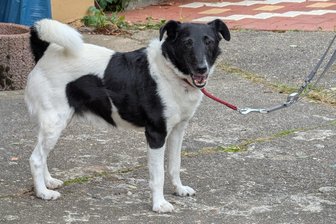 Henry: Vom Kettenhund zum Herzensbrecher im Tierheim Freiberg - Nach seinem Umzug ins Tierheim Freiberg hat Henry nun eine glückliche Zukunft vor sich.
