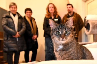 Hera, Fine und Milo auf Schmusekurs: Wie die Katzen beim Tierschutzverein Hainichen um Spenden werben - Die Katzen-WG des Tierschutzvereins Hainichen hatte im Mittwoch Besuch. Gleich mehrere Spender schauten sich in den Vereinsräumen um. Katze Hera fand das sehr spannend.