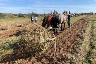 Herbstfeste in Lauterbach: Kartoffelernte und Drachenfestival für die ganze Familie - Ein Spektakel für die ganze Familie: das Kartoffelroden wie anno dazumal.