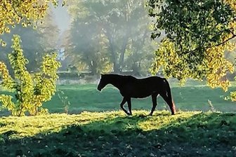 Herbstliche Idylle mit Pferd - 