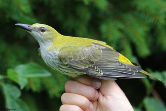 Herbstlicher Vogelzug – Naturschutzzentrum Erzgebirge lädt zu naturkundlicher Wanderung ein - Seit mehr als 125 Jahren werden wild lebende Vögel, hier ein Pirol, für wissenschaftliche Zwecke beringt.